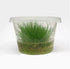Eleocharis acicularis ‘Dwarf Hair Grass’ Tissue Culture
